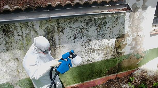 Trusted Attic Mold Removal service in Swedesboro, NJ - Cheap Mold Removal